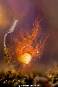 Hairy shrimp with eggs. by Mehmet Salih Bilal 